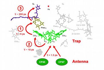 Im Inneren von Photosystem 2: Nach Auftreffen eines Lichtquants konnten drei Elektronentransferschritte im unteren Picosekundenbereich unterschieden werden. Noch schneller vollzieht sich die Übertragung der Anregungsenergie von den Chlorophyllantennen im peripheren Bereich (CP43 und CP47) zum Reaktionszentrum ("Trap").