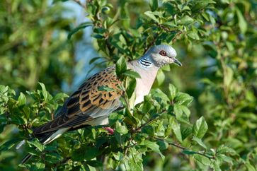 Die Turteltaube ist der Vogel des Jahres 2020 / Bild: "obs/NABU/Manfred Delpho"