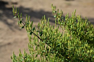 Die Arzneipflanze des Jahres 2021 ist der Myrrhenbaum.  Bild: Shutterstock Fotograf: NANCY AYUMI KUNIHIRO