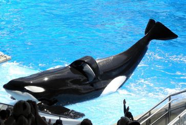 Tilikum im SeaWorld Orlando (2009)