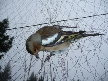 Die letzten 92 Fanganlagen müssen heute geschlossen werden. Bild: "obs/Komitee gegen den Vogelmord e. V."