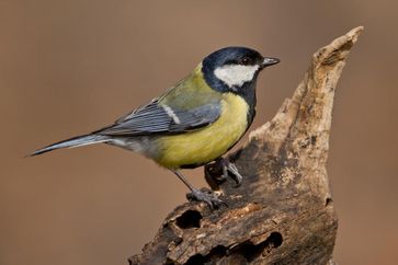 Die Kohlmeise gehört zu den am besten untersuchten Vögeln Europas. In verschiedenen Langzeitstudien werden seit Beginn des 20. Jahrhunderts Informationen zur Entwicklung von Kohlmeisenbeständen gesammelt.
Quelle: Foto: M. Burkhardt (idw)