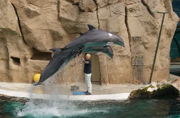 Große Tümmler im Duisburger Zoo