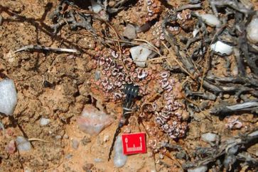 Der neu entwickelte Bodenfeuchtesensor im Einsatz in einer durch Flechten dominierten Bodenkruste in der Sukkulentenkaroo, einer Halbwüste in Südafrika. Quelle: Bettina Weber, MPI für Chemie (idw)