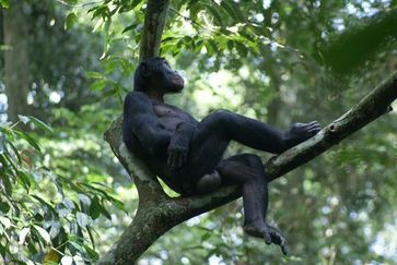 Camillo, der ranghöchste Bonobo-Mann der Studiengruppe. Auch er ist meist mit seiner Mutter anzutreffen. Bild: Caroline Deimel, Lui Kotale Bonobo Projekt