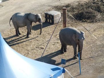 Die beiden Elefanten des Circus Carl Busch leiden an Verhaltensstörungen. Bild: (C) VIER PFOTEN.