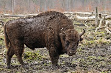 Männlicher Wisent