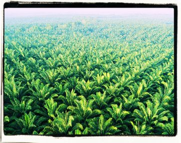 Palmölplantagen: Nach aktuellem Agro-Landwirtschaftsmodell werden dazu die Regenwälder niedergebrannt und schier unendliche Monokulturen gepflanzt mit katastrophalen Folgen für alles Leben (Symbolbild)