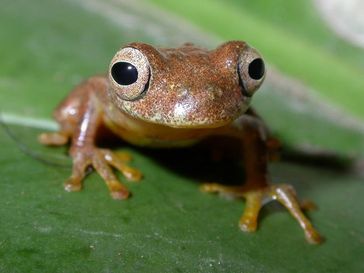 Den Laubfrosch Dendropsophus minutus findet man von Venezuela im Norden bis Argentinien im Süden.
Quelle: © Frank Glaw/Zoologische Staatssammlung München (idw)