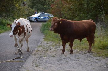 Stier auf Abwegen (Symbolbild)