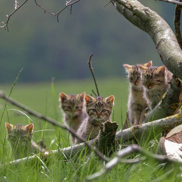 Jungtiere der Europäischen Wildkatze an einem Totholzhaufen  Bild: BUND Fotograf: Bastian Schmitt