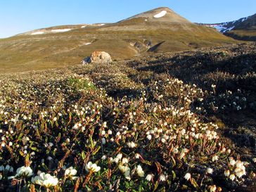 Blühende Tundrenvegetation auf Spitzbergen: Vierkantige Schuppenheide (Cassiope tetragona)