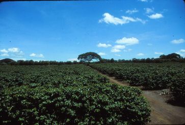 Artenarmer Sonnenkaffee aus Nicaragua.
Quelle: Foto: Robert Rice (idw)