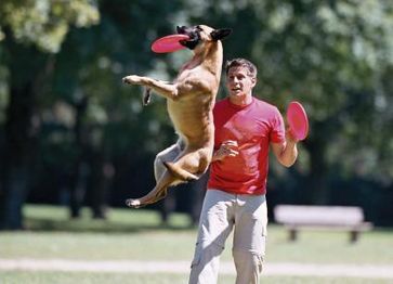 Hunde-Frisbee