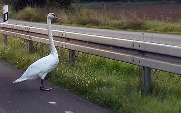 Schwan auf Autobahn