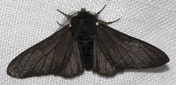 Birkenspanner (Biston betularia); dunkle Form