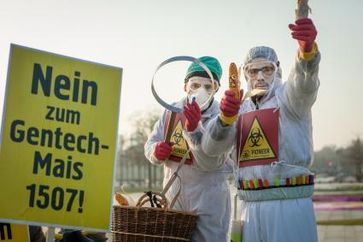 Protestaktion des Kampagnennetzwerkes Campact und weiterer gentechnik-kritischer Initiativen vor dem Kanzleramt. Sie fordern, die Bundesregierung solle in Brüssel gegen die Zulassung des umstrittenen Gen-Maises 1507 stimmen. Der Genmais des US-Konzerns DuPont-Pioneer produziert ein Insektengift, das Bienen, Schmetterlinge und andere Insekten schädigt. Bild: "obs/Campact e.V./Jakob Huber"