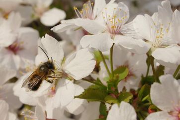 Rote Mauerbiene "bei der Arbeit". Der Wert der ökologischen Dienstleistung durch Bestäubung von rund 200 Milliarden US-Dollar im Jahr 1993 auf rund 350 Milliarden US-Dollar im Jahr 2009 zu, so die jetzt veröffentlichte Studie. Foto: Susan Walter /UFZ (idw)