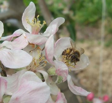 Wildbiene beim Besuch einer Blüte
Quelle: Foto: A.-M. Klein (idw)