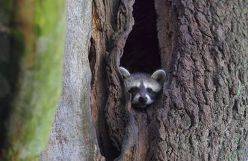 Bild:: Michael Hamann, Wildtierschutz Deutschland