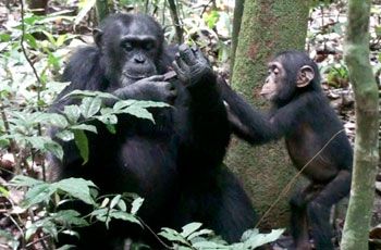 Freddy, ein erwachsenes Männchen, mit seinem Adoptivsohn Victor: Freddy öffnet eine Xylia-Schote und teilt sie mit dem kleinen Schimpansen. Bild: MPI für evolutionäre Anthropologie / Deschner