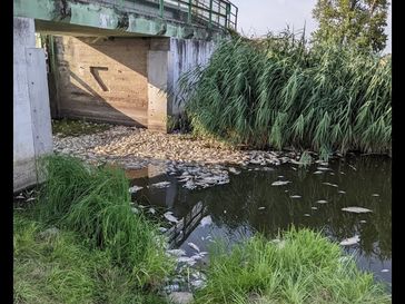 Bild: SS Video: "Das Fischsterben und Steffis Hamster - Inkompetenz oder Vertuschung ?" (https://youtu.be/80K2dw40hBg) / Eigenes Werk