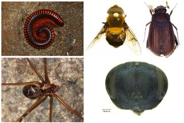 Beispiele entdeckter Arten: (v links oben n. rechts unten): der Tausendfüßer Aphistogoniulus infernalis, Schwebfliege Palpada prietorum, Maikäfer Neoserica sapaensis, Erzwespe Dibrachys verovesparum Quelle: copyright: ZFMK, Bonn (idw)