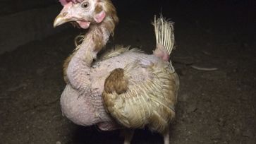 Eier von glücklichen Hühnern? Dieses Huhn leidet unter Federpicken und einer großen Brustblase. Die Aufnahme stammt aus einem Bodenhaltungsbetrieb in Niedersachsen. Bild: "obs/PETA"