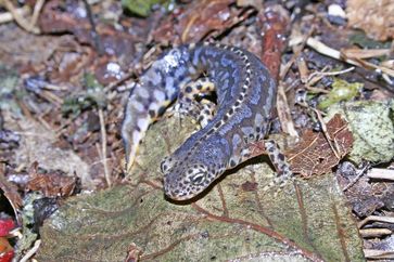 Der Bergmolch "Ichthyosaura alpestris (Salamandridae)" jagt zu Wasser und zu Lande - mit unterschied
Quelle: Egon Heiss (idw)