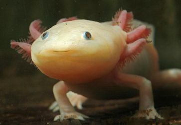 Axolotl verbleiben praktisch ihr Leben lang im Larvenstadium. Wissenschaftler der Universitäten Rege
Quelle: Foto: Jan-Peter Kasper/FSU (idw)