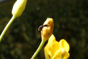 Käfer frisst an Rapsblüte. Foto: Kühne/BBA