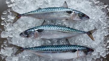 Nordostatlantische Makrele Bild: Marine Stewardship Council (MSC) Fotograf: C. Streeter