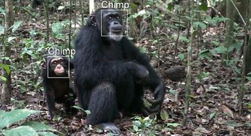 Die neue Software durchsucht Fotos und Videosequenzen, analysiert die Affengesichter und ordnet sie einzelnen Tieren zu. Bild: Dr. Tobias Deschner – MPI EVA (2009), Taï Nationalpark