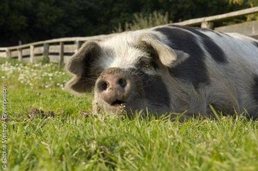 Schwein liegt auf einer Wiese im Tierpark Arche Warder e.V., Zentrum fr alte Nutztierrassen. Bild: Sabine Vielmo / Greenpeace