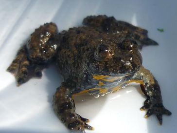 Die Rückkehr der vom Aussterben bedrohten Gelbbauchunke in die Flussauen wird in einem Projekt von Wissenschaftlern der Universitäten Kassel und Trier vorangetrieben. Bild: Claus Neubeck (Universität Kassel) (idw)