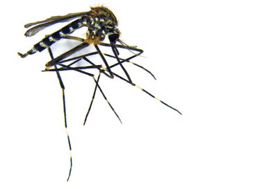 Aedes japonicus japonicus - Asiatische Buschmücke