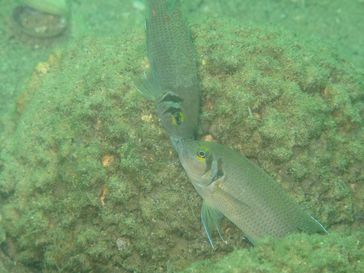 Zwei dominante Buntbarsche (Neolamprologus pulcher) während einer aggressiven Begegnung.
Quelle: Foto: Dario Josi, Universität Bern. (idw)