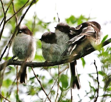 Schwanzmeisen (hier einige Jungvögel von Aegithalos caudatus) zeigen ein ausgeprägtes Sozialverhalten