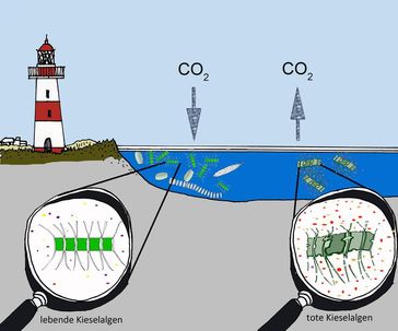 Schematische Darstellung des Algenabbaus
Quelle: Max-Planck-Institut für Marine Mikrobiologie, Manfred Schlösser (idw)