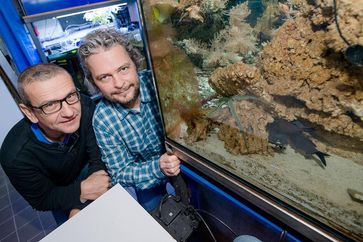 Als eines der wenigen leuchtenden Meerestiere lässt sich der Blitzlichtfisch auch im Aquarium halten. Stefan Herlitze (links) und Jens Hellinger untersuchen sein Leuchten. Quelle: Foto: RUB, Marquard (idw)