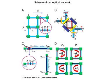 Schema des optischen Netzwerks Bild: aus der Originalveröffentlichung (idw)