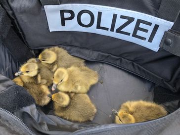 Bei der Polizei in Sicherheit! Bild: Recklinghausen