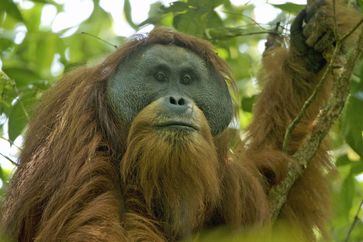 Tapanuli-Orang-Utan (Pongo tapanuliensis)