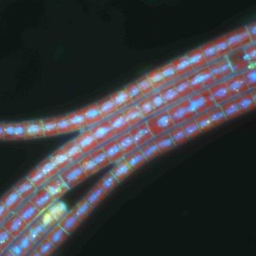 Toxische, rotpigmentierte Planktothrix rubescens: durch spezielle Färbung und Anregung im Mikroskop wurde die Erbsubstanz (DNA in blau) sichtbar gemacht.
Quelle: Veronika Ostermaier (Forschungsinstitut für Limnologie, Mondsee) (idw)