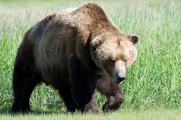 Großer Braunbär an der Südküste Alaskas (Katmai-Nationalpark)