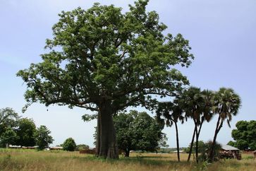 Der für die westafrikanischen Savannen charakteristische Affenbrotbaum (Adansonia digitata) ist gleichzeitig eine der am vielfältigsten genutzten Pflanzenarten.