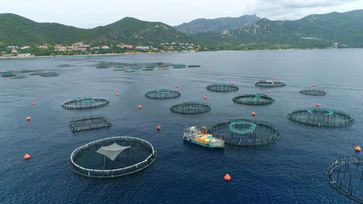 Auf dem Meer vor Korsika werden Fische in großen Netzen gezüchtet.  Bild: ZDF/Grand Angle Productions - 2021 Fotograf: 3sat