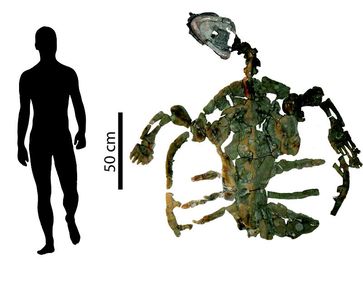 Das Skelett der fossilen Meeresschildkröte ist knapp 2 Meter lang.
Quelle: © PaleoBios/Cadena (idw)