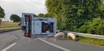 Ein Viehanhänger von einem LKW ist mit Schweinen beladen in der Kurve aus bisher ungeklärter Ursache umgekippt. Bild: Feuerwehr