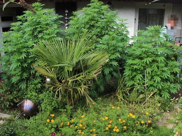 Cannabispflanzen Bild: Polizei